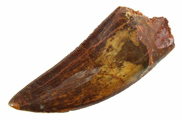 Serrated Carcharodontosaurus Tooth - Real Dinosaur Tooth #351676